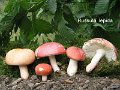 Russula lepida-amf1704-2  jpg